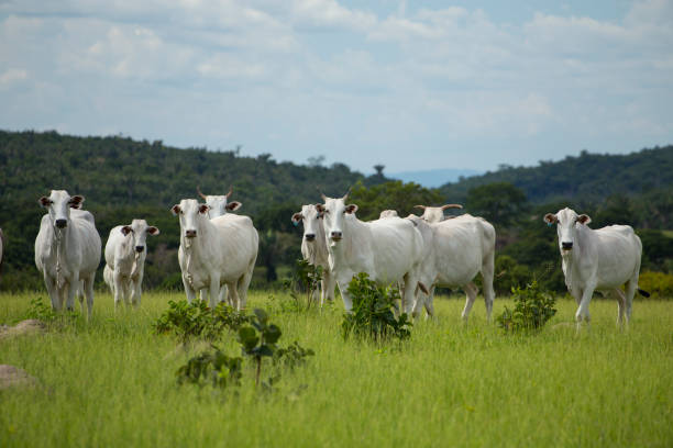 Cattle in Brazil, Mato Grosso stock photo