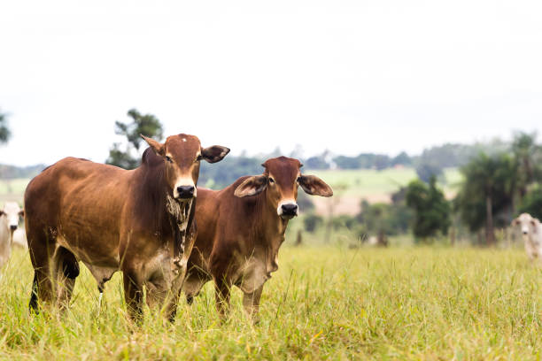 bovinos na fazenda do brasil. a pecuária faz parte da economia do país - gado brasil - fotografias e filmes do acervo