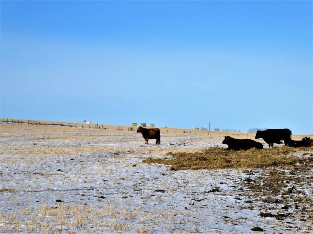 Cattle in the Pasture During Winter stock photo