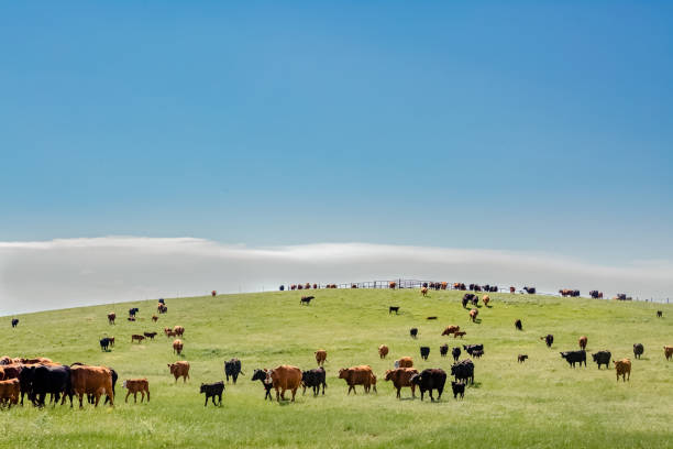 Cattle on a hill Herd of Black and Red Angus cattle descending from a grassy hill on a Montana ranch on a sunny summer day. beef cattle stock pictures, royalty-free photos & images
