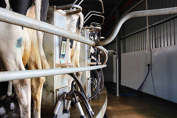 Cattle on Rotary Milking Station Australia stock photo