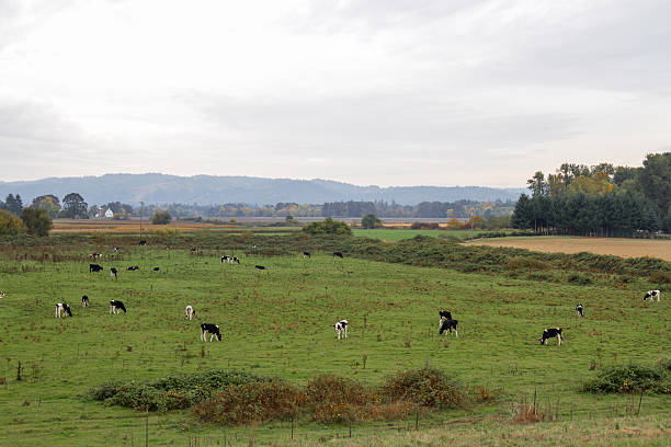 Cattle Pasture stock photo