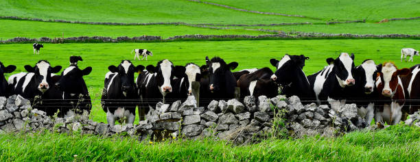 Cattle stock photo