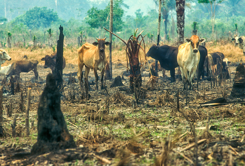 Since the 1960s, the cattle herd of the Amazon Basin has increased from 5 million to more than 70-80 million heads. Around 15% of the Amazon forest has been replaced and around 80% of the deforested areas have been covered by pastures.