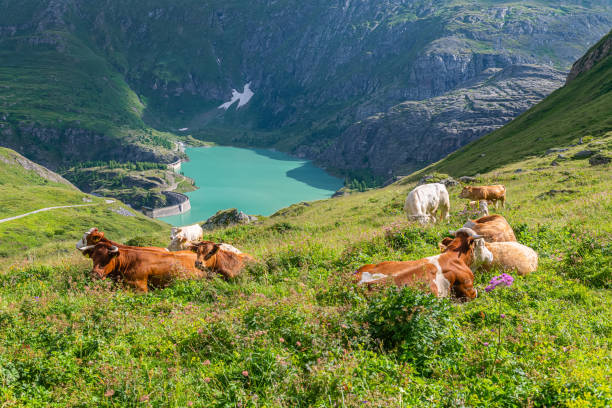 Cattle resting on Pasture above Margaritze artifical lake near Grossglockner Hochalpen Strasse in Hohe Tauern in Alps in Austria stock photo
