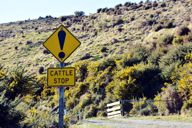 Cattle Stop Sign in Rural Mountain Scene A Cattle Stop Sign warns of an cattle grid coming up to road users in Rural Mountain Scene in winter. Watch out there will be grass fed free range cattle about. cattle grid stock pictures, royalty-free photos & images