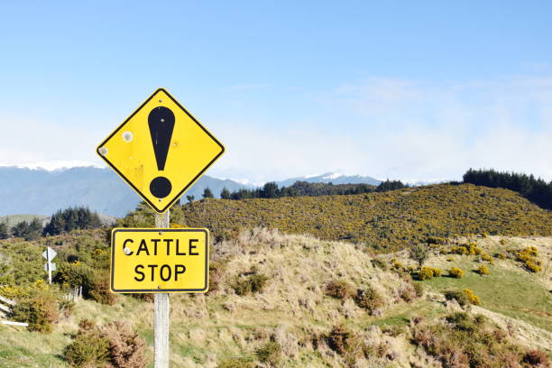 Cattle Stop Sign in Rural Mountain Scene A Cattle Stop Sign warns of an cattle grid coming up to road users in Rural Mountain Scene in winter. Watch out there will be grass fed free range cattle about. cattle grid stock pictures, royalty-free photos & images