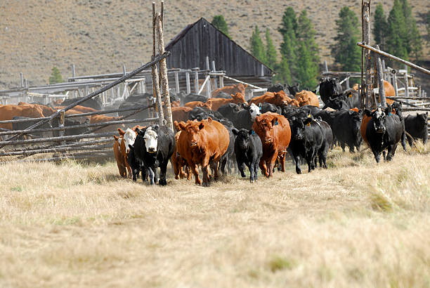 Cattle Turn Out stock photo