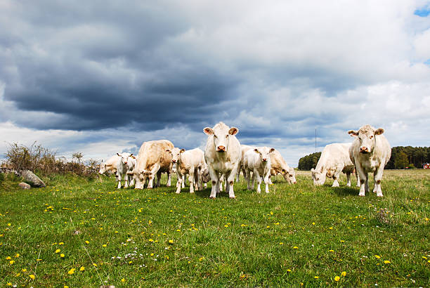 Cattle with calves at a green field stock photo