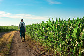 istock Caucasian calm male maize grower in overalls walks along corn field with tablet pc in his hands 1354242697