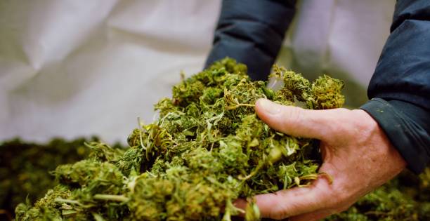 een kaukasische man handen het oppakken van een handvol droge, untrimmed marihuana (cannabis) knoppen in een indoor growing facility (hennep) - marihuana gedroogde cannabis stockfoto's en -beelden