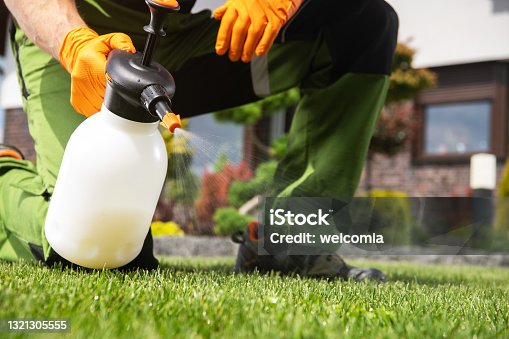 istock Caucasian Men Fighting Grass Lawn Weeds 1321305555