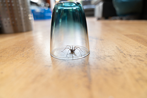 a Caught big dark common house spider under a drinking glass on a smooth wooden floor seen from ground level in a living room in a residential home