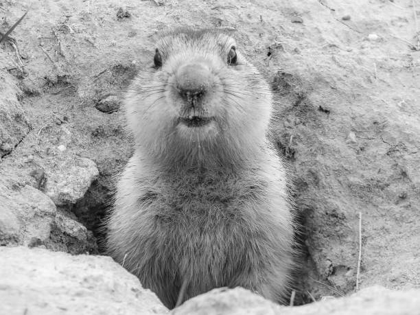 Cautious groundhog looks out for his shadow, Baikonur, Kazakhstan Shaggy head of a groundhog sticking out of a mink baikonur stock pictures, royalty-free photos & images
