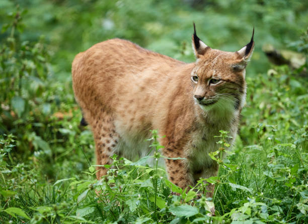 voorzichtig lynx staande in het gras - euraziatische lynx stockfoto's en -beelden
