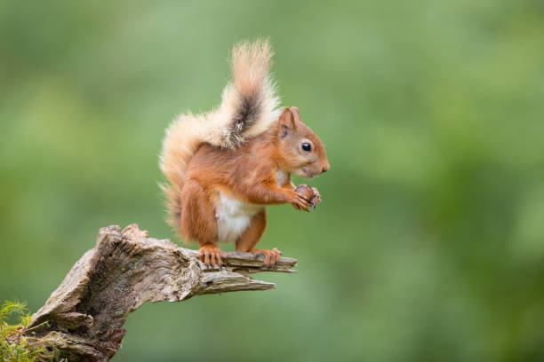 Cautious Squirrel stock photo