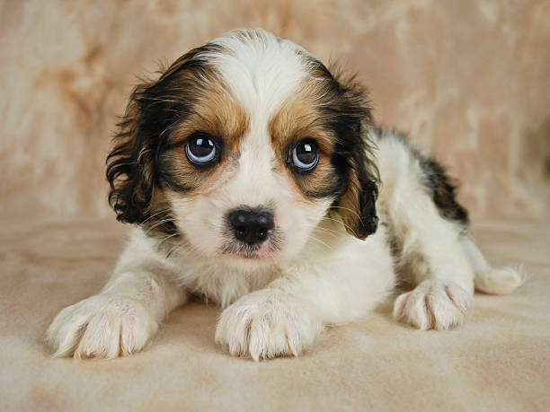 Cavachon Puppy stock photo