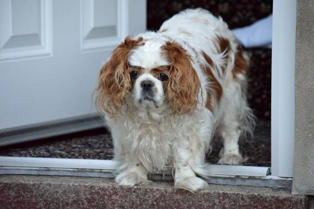 Cavalier King Charles Spaniel Dog stock photo