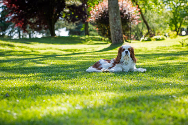 A cavalier king dog stock photo