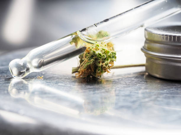 cbd cannabis oil and marijuana flower on metal lab table pipette stock photo