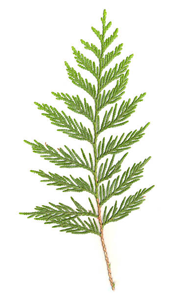 Cedar Branch isolated  cedar tree stock pictures, royalty-free photos & images