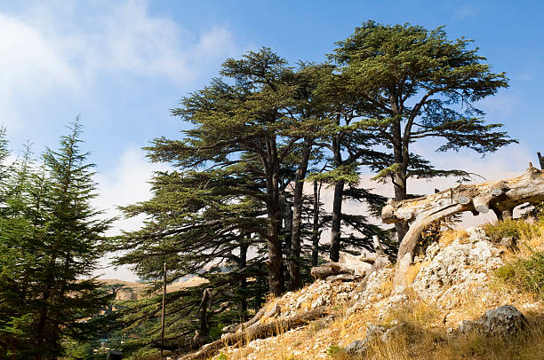 Cedar forest in Lebanon near Bcharre Cedar trees, part of an old growth forest several kilometers uphill from Bcharre, Lebanon cedar tree stock pictures, royalty-free photos & images