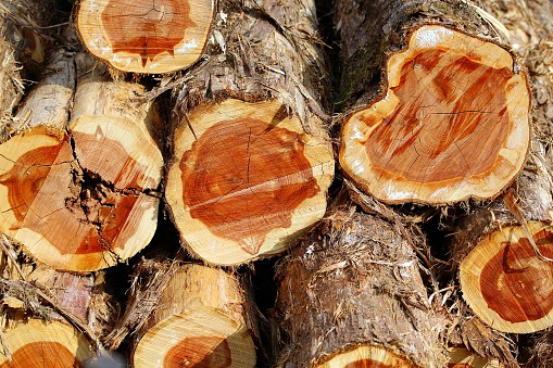 A pile of Eastern Cedar Logs.