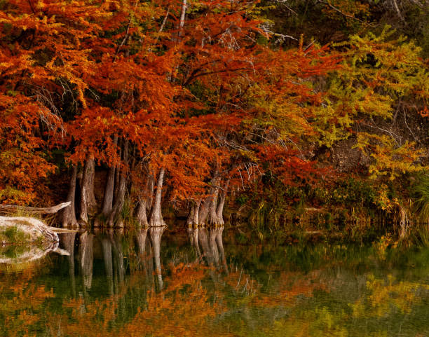 Cedar trees at fall along the Frio River Frio River Fall Reflections uvalde stock pictures, royalty-free photos & images