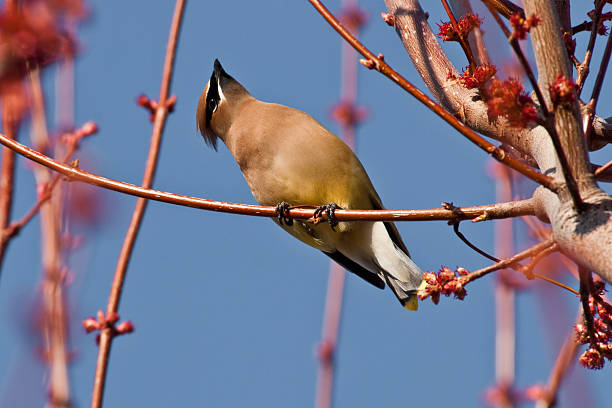 Cedar Waxwing Looking up a Tree The Cedar Waxwing (Bombycilla cedrorum) is a medium sized, mostly brown, gray, and yellow bird named for its wax-like wing tips. It has a distinctive crest on its head and a black eye mask. The waxwing's diet includes cedar cones, fruit, and insects. Some favorite foods include the fruit of Indian Plum and Mountain Ash trees. This Cedar Waxwing was photographed in Yakima, Washington State, USA. jeff goulden cedar waxwing stock pictures, royalty-free photos & images