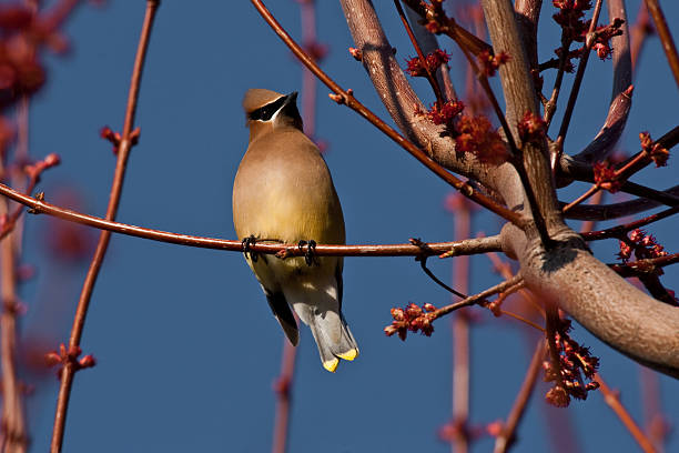 Cedar Waxwing Perched in a Tree The Cedar Waxwing (Bombycilla cedrorum) is a medium sized, mostly brown, gray, and yellow bird named for its wax-like wing tips. It has a distinctive crest on its head and a black eye mask. The waxwing's diet includes cedar cones, fruit, and insects. Some favorite foods include the fruit of Indian Plum and Mountain Ash trees. This Cedar Waxwing was photographed in Yakima, Washington State, USA. jeff goulden cedar waxwing stock pictures, royalty-free photos & images