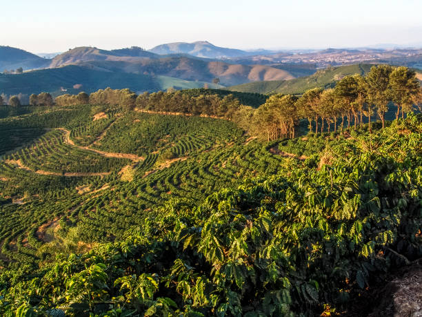 Cefé plantation in Minas Gerais - stock photo