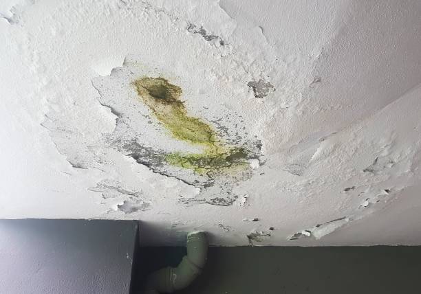 Ceiling mold Ceiling mold fungal mold stock pictures, royalty-free photos & images