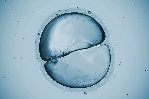 Cell Eggs cells dividing. biological cell stock pictures, royalty-free photos & images