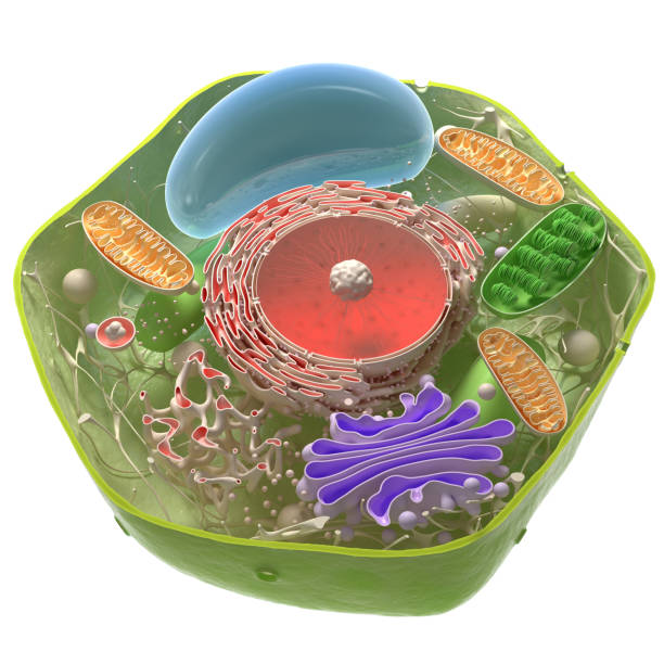 cell structure 3d model of plant cell endoplasmic reticulum stock pictures, royalty-free photos & images