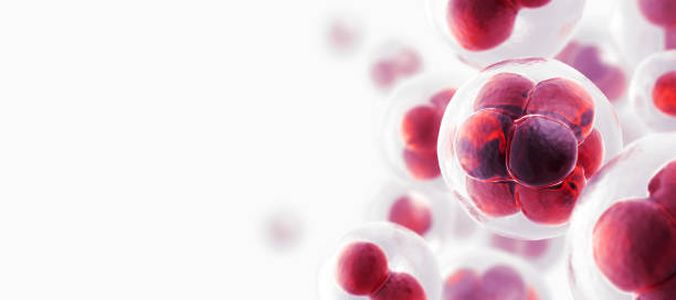 Cells Concept. 3D Render human cell stock pictures, royalty-free photos & images