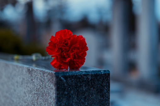 Red flower on tombstone at cemetery