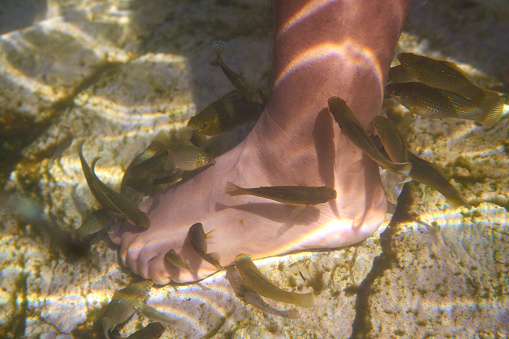 Cenotes メキシコ魚足死んだ皮膚を吸う - ストックフォト・写真素材...