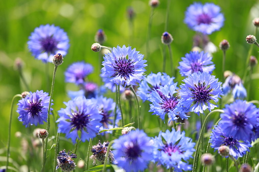 It is not to be confused with Cornflour. For the fictional anthropomorphic mouse, see Cornflower (Redwall).
Centaurea cyanus, commonly known as cornflower, bachelor's button, bluebottle, boutonniere flower, hurtsickle or cyani flower