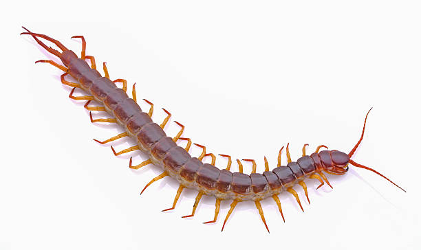 centipede on white background centipede on white background centipeded stock pictures, royalty-free photos & images