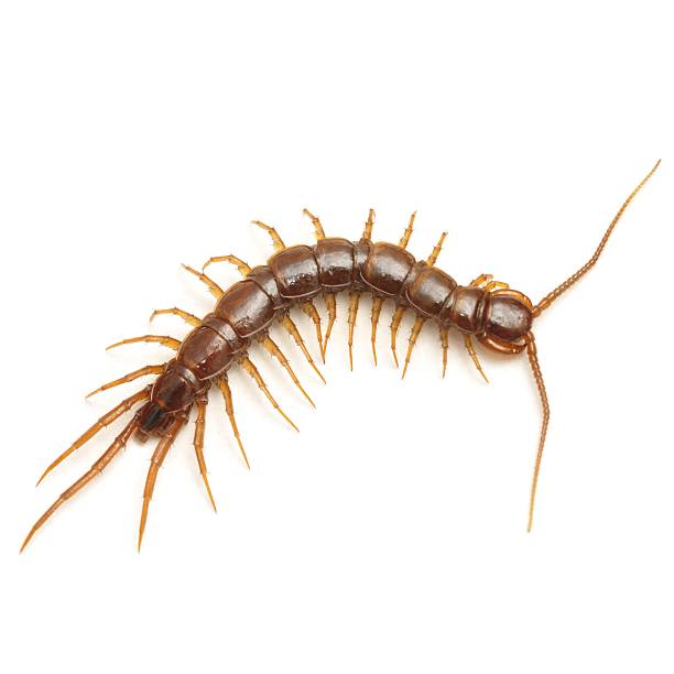 Centipede stock photo