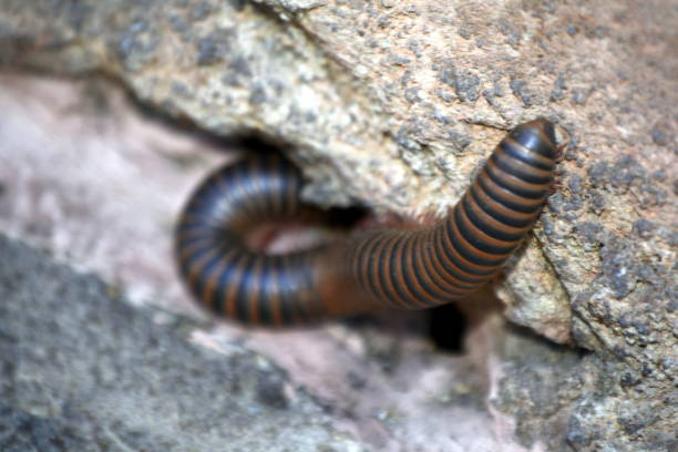 Centipede stock photo