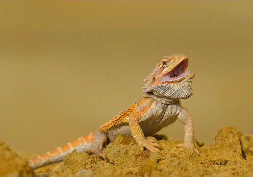 pogona or very docile bearded dragon on the shoulders of a person