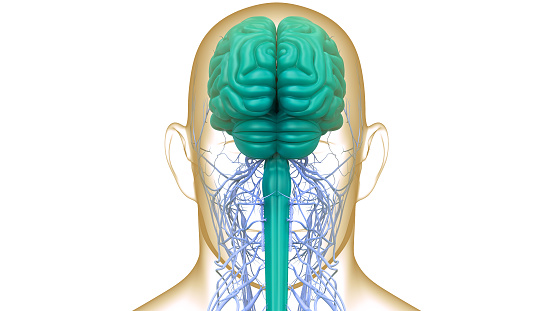 3D Illustration Concept of Central Organ of Human Nervous System Brain Anatomy