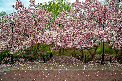 Spring in Central Park, New York City with flowering magnolia blossems