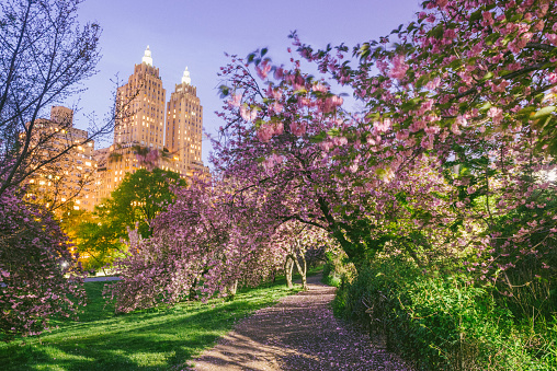 This is a royalty free stock color photograph of a path covered with pink cherry blossoms in Central Park at dusk during springtime in New York City, USA.
