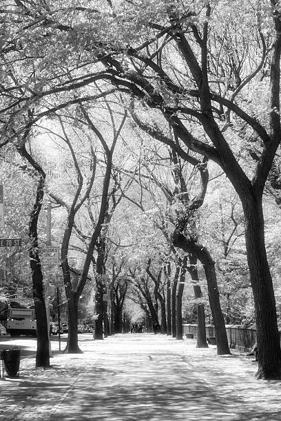 Central Park stock photo