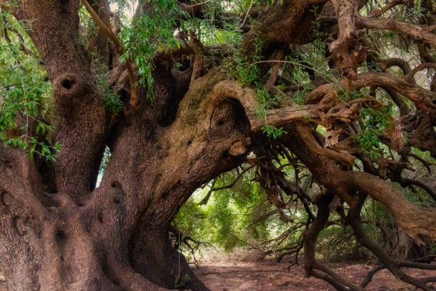 centuries old olive tree with twisted bough in Sardinia stock photo