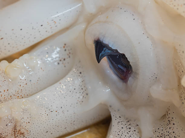 Cephalopod beak Cephalopod beak close-up. beak stock pictures, royalty-free photos & images