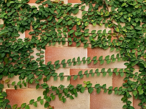 Ceramic brick wall with ivy plant background