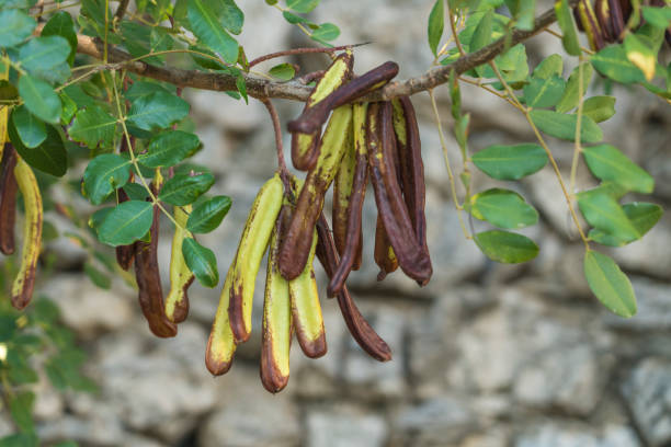 Ceratonia siliqua, the carob tree or carob bus stock photo